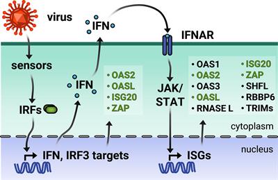 All About the RNA: Interferon-Stimulated Genes That Interfere With Viral RNA Processes